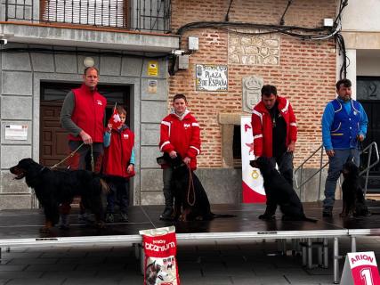 europameisterschaft_gordon_setter_toledo_2