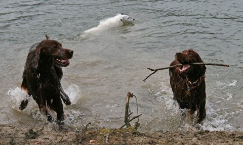 Norton (Rolling Stones de la Raverette, Françoise Bibbia) mit Glenn (Coalville Lad, Susan Stone) beim Baden mit Shani (Pflegehund)