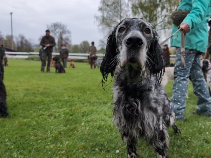 Jagdhundetag 2025