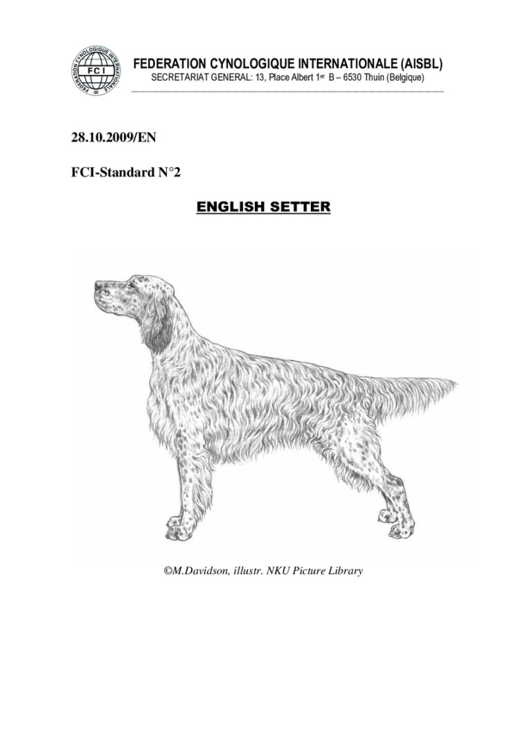 thumbnail of fci_standard_english_setter_en