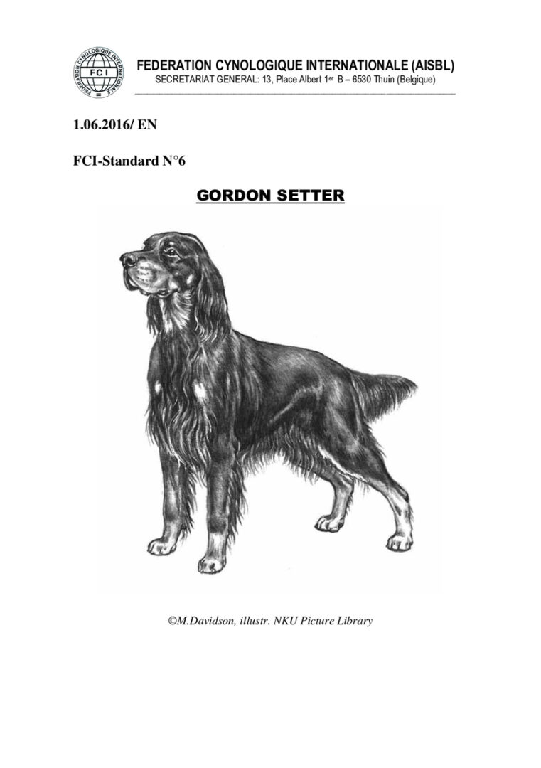 thumbnail of fci_standard_gordon_setter_en