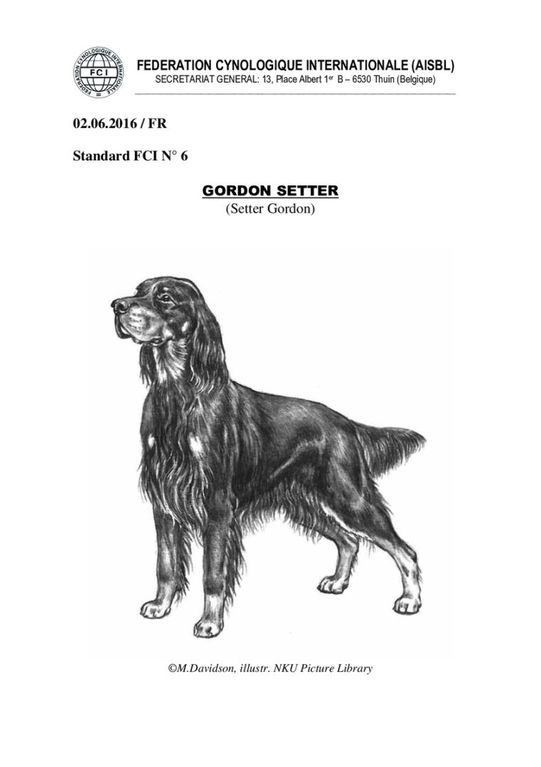 thumbnail of fci_standard_gordon_setter_fr